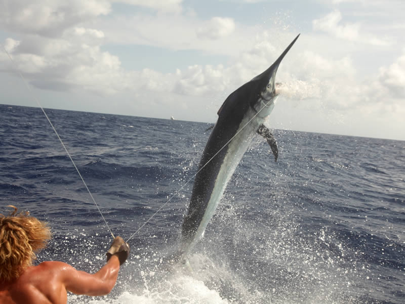 Jumping marlin in the coral sea 